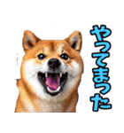 岐阜弁☆柴犬（個別スタンプ：9）