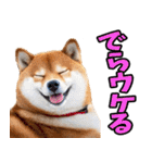 岐阜弁☆柴犬（個別スタンプ：10）