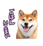 岐阜弁☆柴犬（個別スタンプ：11）