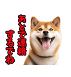 岐阜弁☆柴犬（個別スタンプ：12）