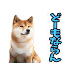 岐阜弁☆柴犬（個別スタンプ：15）