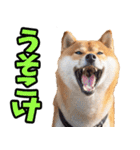 岐阜弁☆柴犬（個別スタンプ：16）