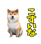 岐阜弁☆柴犬（個別スタンプ：17）