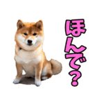 岐阜弁☆柴犬（個別スタンプ：18）