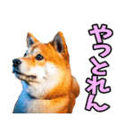 岐阜弁☆柴犬（個別スタンプ：20）