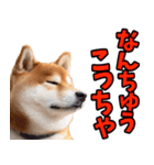 岐阜弁☆柴犬（個別スタンプ：21）