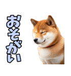 岐阜弁☆柴犬（個別スタンプ：22）