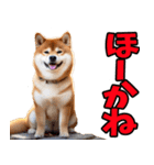 岐阜弁☆柴犬（個別スタンプ：23）