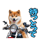 岐阜弁☆柴犬（個別スタンプ：25）