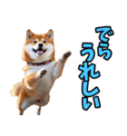 岐阜弁☆柴犬（個別スタンプ：29）