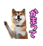 岐阜弁☆柴犬（個別スタンプ：31）
