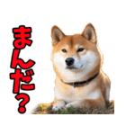 岐阜弁☆柴犬（個別スタンプ：32）
