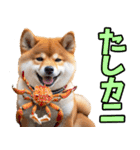 岐阜弁☆柴犬（個別スタンプ：33）