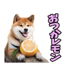 岐阜弁☆柴犬（個別スタンプ：36）
