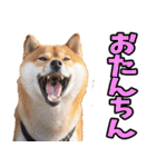 岐阜弁☆柴犬（個別スタンプ：37）