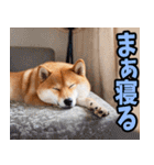 岐阜弁☆柴犬（個別スタンプ：40）