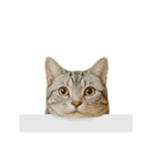 進撃のニャンコ（個別スタンプ：1）