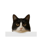 進撃のニャンコ（個別スタンプ：3）