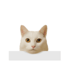 進撃のニャンコ（個別スタンプ：4）
