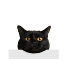 進撃のニャンコ（個別スタンプ：6）