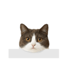 進撃のニャンコ（個別スタンプ：7）