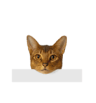 進撃のニャンコ（個別スタンプ：8）