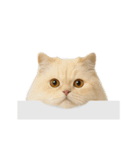 進撃のニャンコ（個別スタンプ：9）