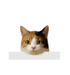 進撃のニャンコ（個別スタンプ：10）