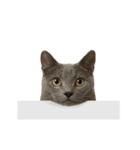 進撃のニャンコ（個別スタンプ：11）