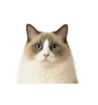進撃のニャンコ（個別スタンプ：14）