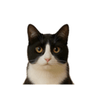 進撃のニャンコ（個別スタンプ：15）