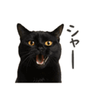 進撃のニャンコ（個別スタンプ：18）