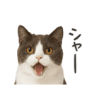 進撃のニャンコ（個別スタンプ：19）