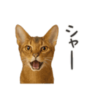 進撃のニャンコ（個別スタンプ：20）