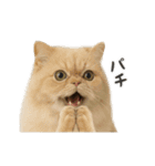 進撃のニャンコ（個別スタンプ：21）