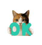 進撃のニャンコ（個別スタンプ：22）