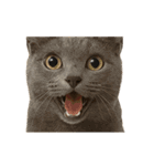 進撃のニャンコ（個別スタンプ：23）
