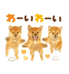 優しい水彩画♡柴犬スタンプ（個別スタンプ：8）