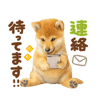 優しい水彩画♡柴犬スタンプ（個別スタンプ：10）