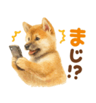 優しい水彩画♡柴犬スタンプ（個別スタンプ：11）