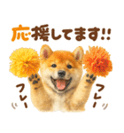 優しい水彩画♡柴犬スタンプ（個別スタンプ：14）