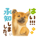 優しい水彩画♡柴犬スタンプ（個別スタンプ：19）