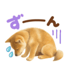 優しい水彩画♡柴犬スタンプ（個別スタンプ：24）