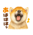 優しい水彩画♡柴犬スタンプ（個別スタンプ：25）