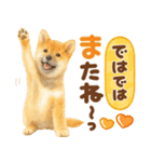 優しい水彩画♡柴犬スタンプ（個別スタンプ：30）