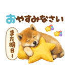 優しい水彩画♡柴犬スタンプ（個別スタンプ：32）