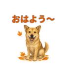 秋わんこリアルでかわいい毎日スタンプ（個別スタンプ：1）