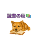 秋わんこリアルでかわいい毎日スタンプ（個別スタンプ：13）