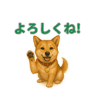 秋わんこリアルでかわいい毎日スタンプ（個別スタンプ：20）