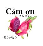 南国のドラゴンフルーツ【ベトナム語】（個別スタンプ：4）